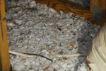 IMG_1612, Feces, Urine.JPG